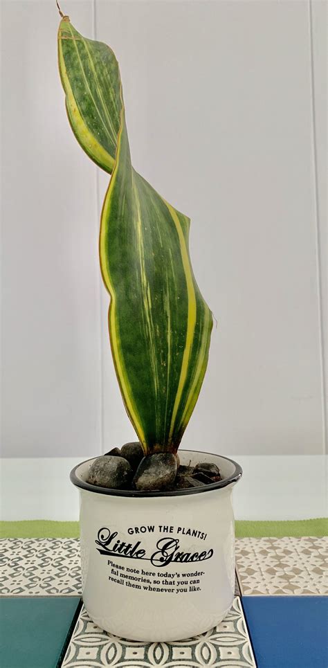 whale fin snake plant for sale